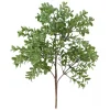 Greenery*Danson Decor Boxwood Bouquet - 14"
