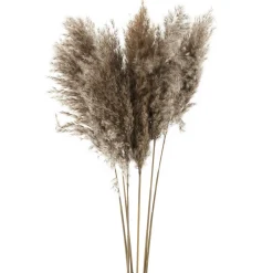 Dried Stems & Flowers*Gift Craft Brown Pampas Branches - 38"