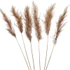 Dried Stems & Flowers*Gift Craft Brown Pampas Steams - 28"