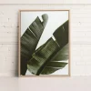 Canvases*Kozy X Oleka Canvas - Banana Tree