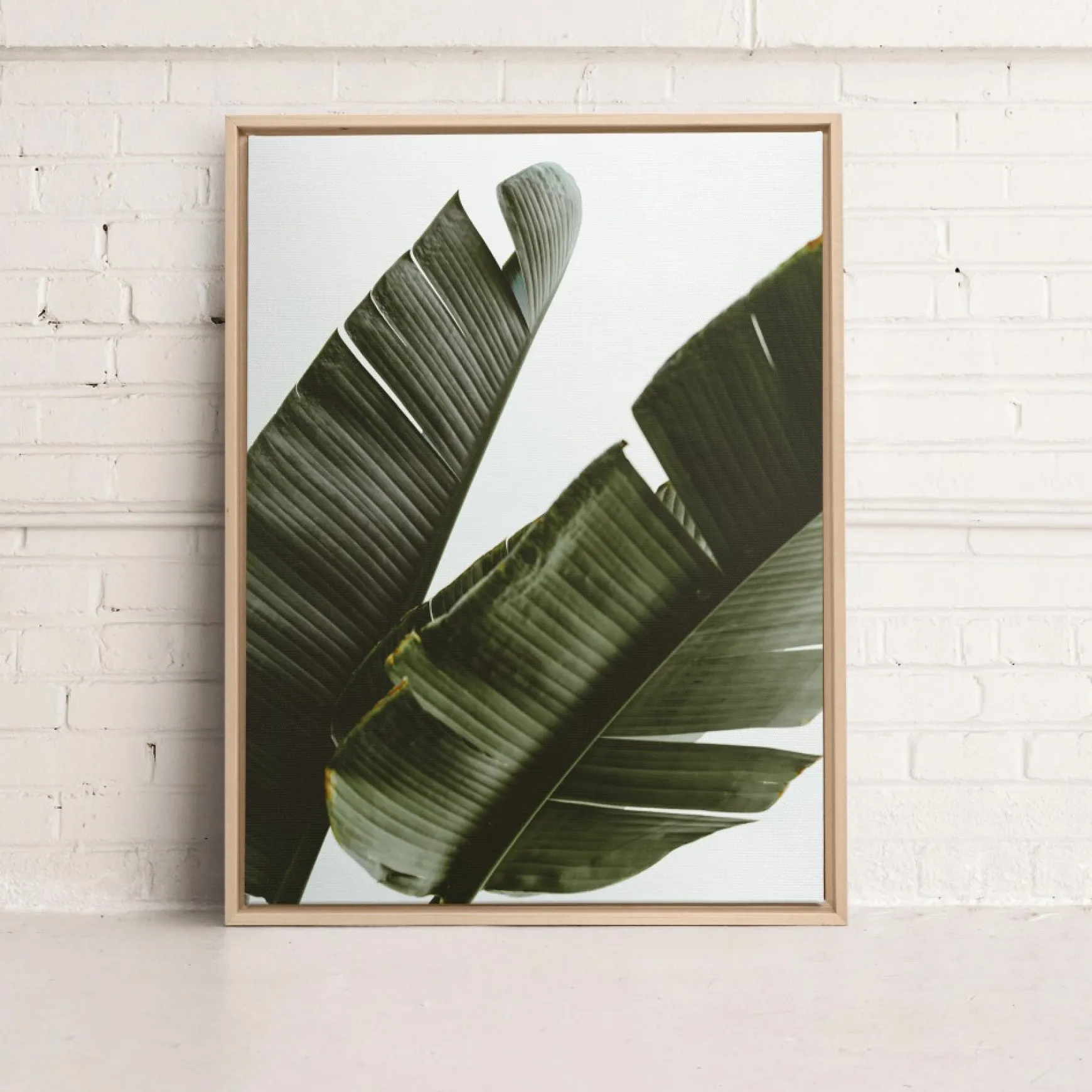 Canvases*Kozy X Oleka Canvas - Banana Tree
