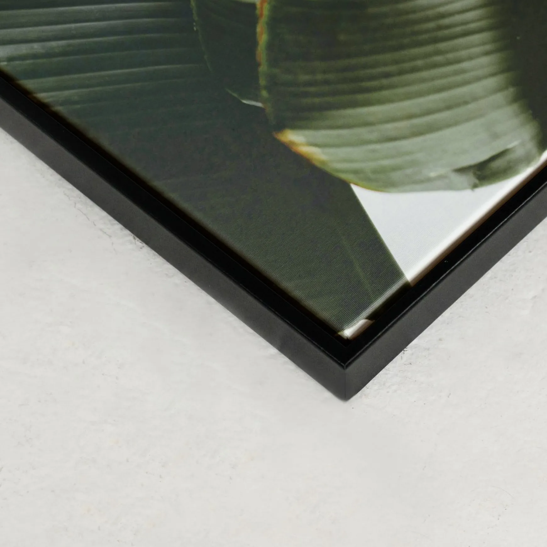 Canvases*Kozy X Oleka Canvas - Banana Tree