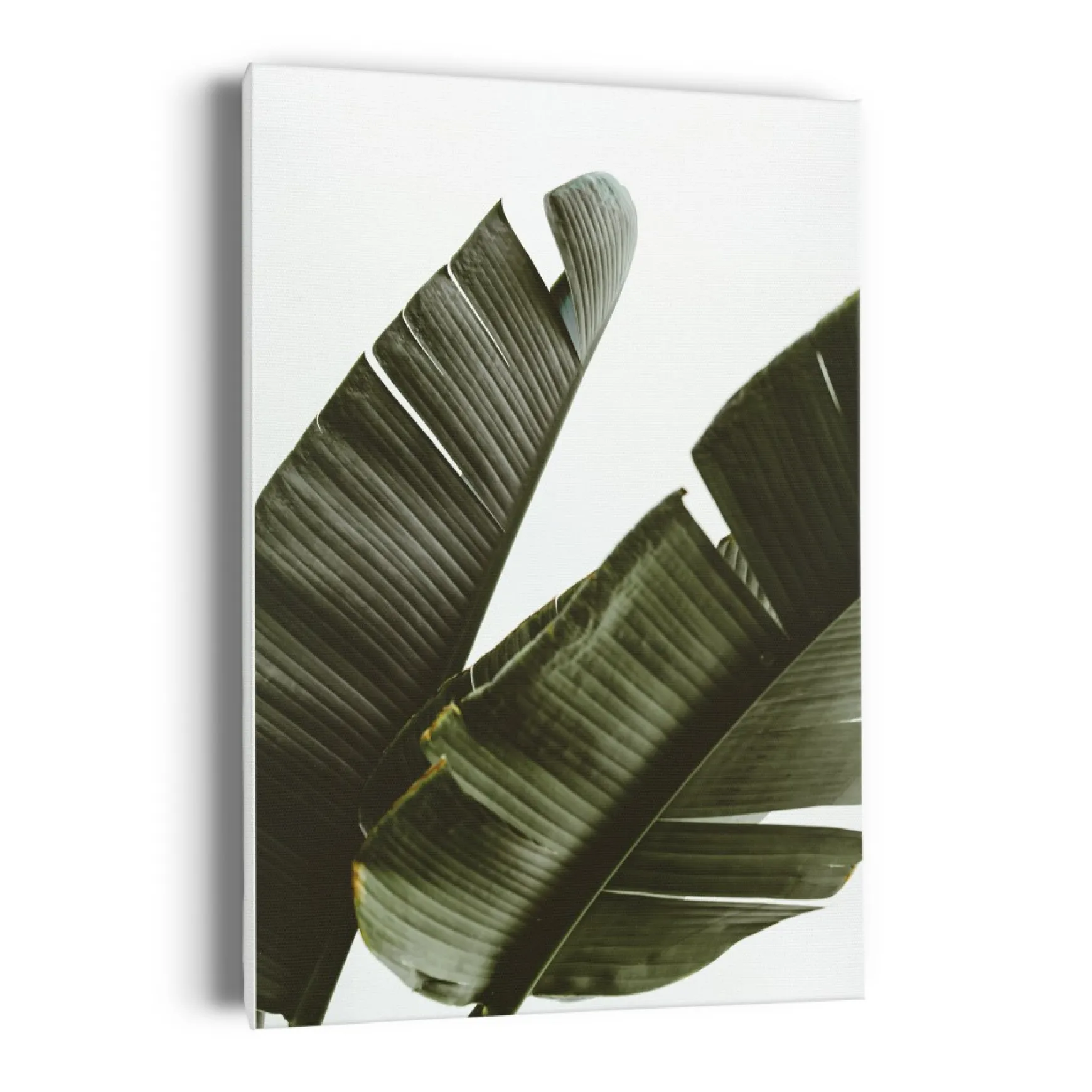 Canvases*Kozy X Oleka Canvas - Banana Tree