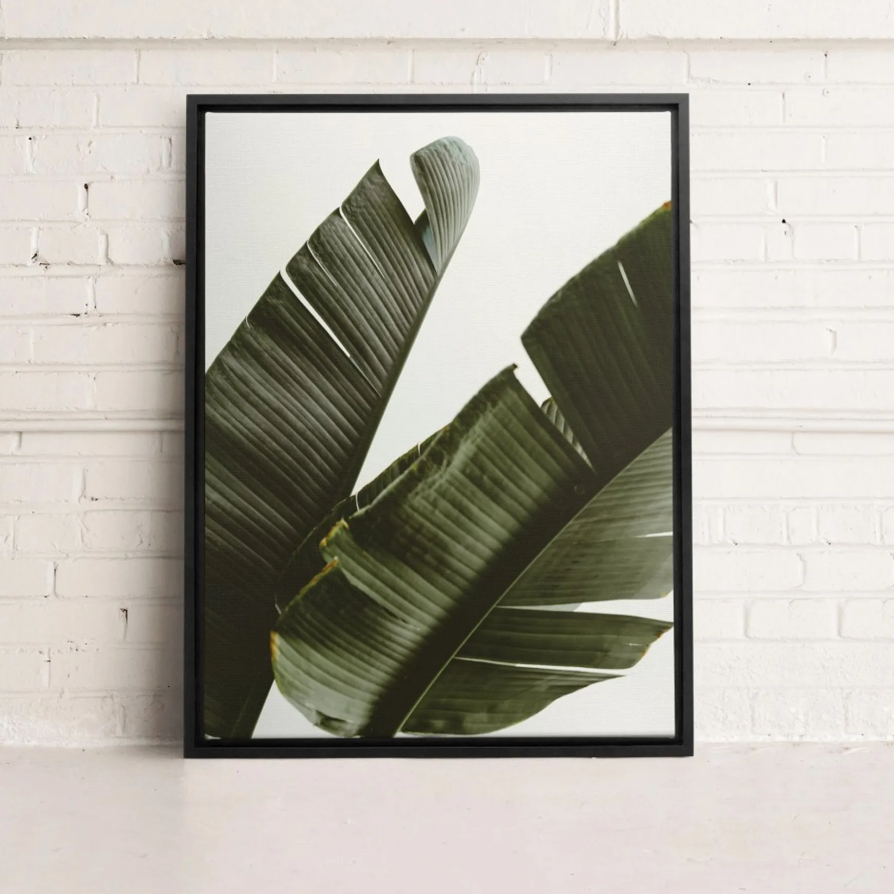 Canvases*Kozy X Oleka Canvas - Banana Tree
