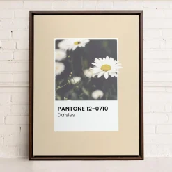 Canvases*Oleka Canvas Canvas - Daisies