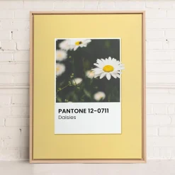 Canvases*Oleka Canvas Canvas - Daisies