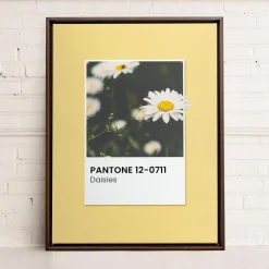 Canvases*Oleka Canvas Canvas - Daisies