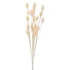 Dried Stems & Flowers*Group ADV Cone Male - Cream