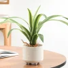 Arrangements*Torre Tagus Cymbidium Leaf Plant - Riviera Pot