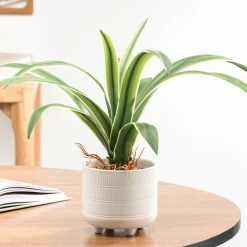 Arrangements*Torre Tagus Cymbidium Leaf Plant - Riviera Pot