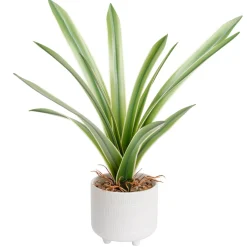 Arrangements*Torre Tagus Cymbidium Leaf Plant - Riviera Pot
