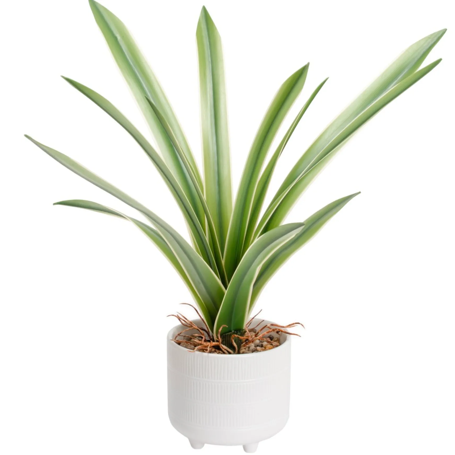 Arrangements*Torre Tagus Cymbidium Leaf Plant - Riviera Pot