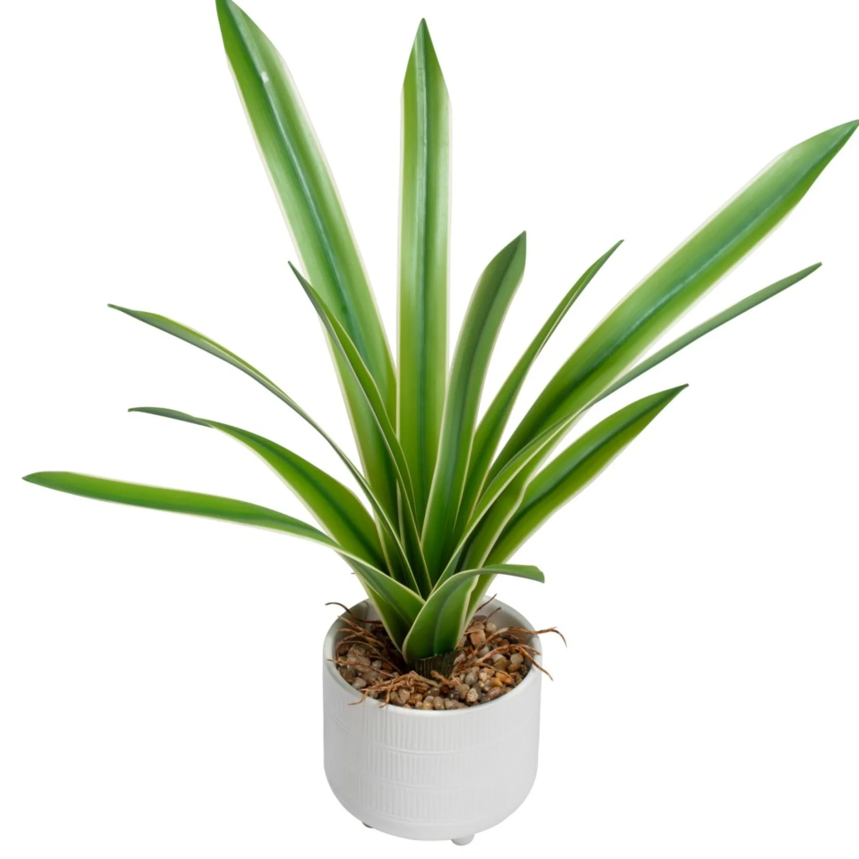 Arrangements*Torre Tagus Cymbidium Leaf Plant - Riviera Pot