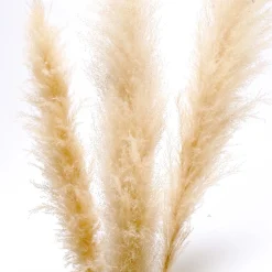 Dried Stems & Flowers*Botanico Dried Pampa Branches - 60"