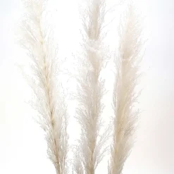 Dried Stems & Flowers*Botanico Dried Pampa Branches - 60"