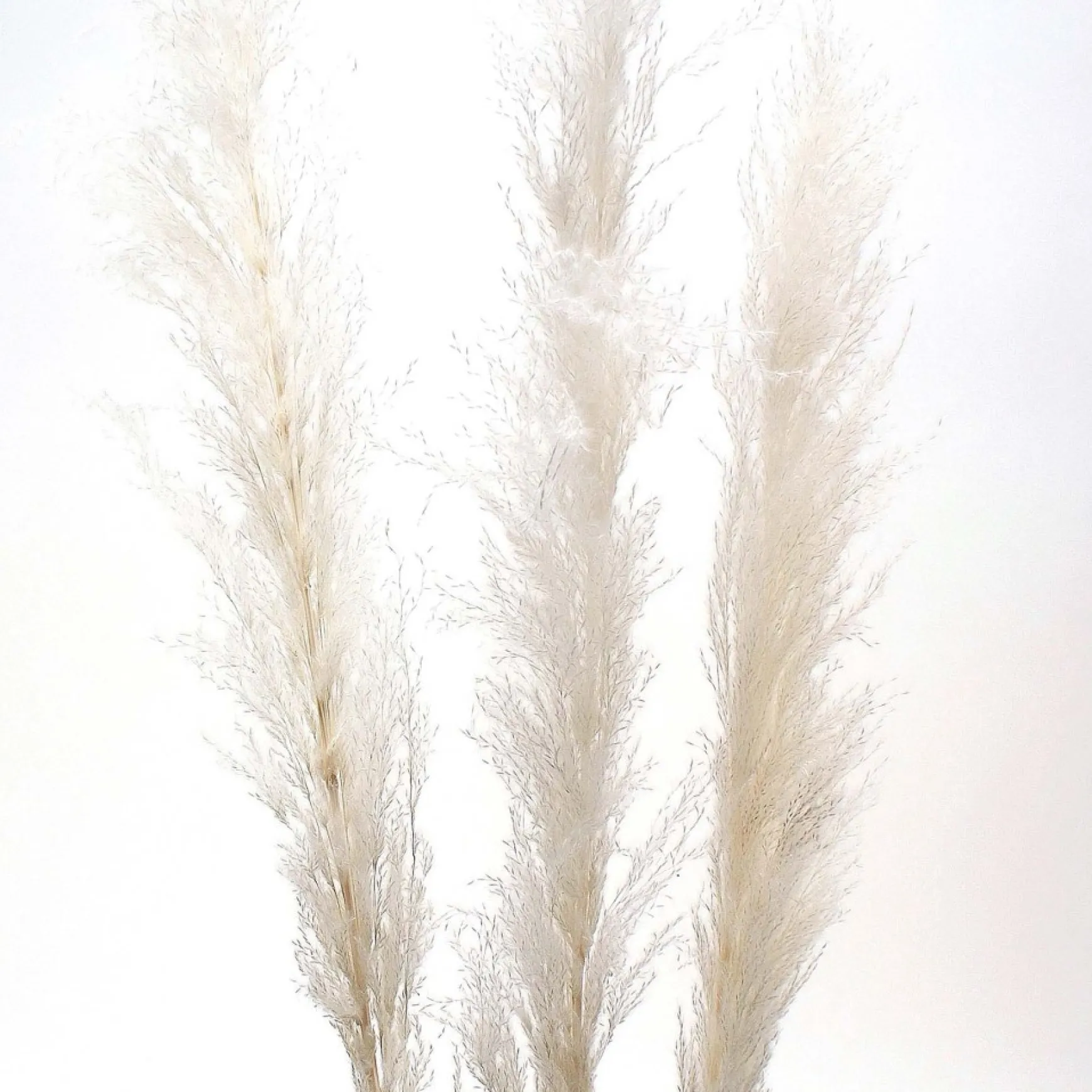 Dried Stems & Flowers*Botanico Dried Pampa Branches - 60"