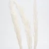 Dried Stems & Flowers*Botanico Dried Pampa Branches - 45"