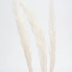 Dried Stems & Flowers*Botanico Dried Pampa Branches - 45"