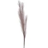 Dried Stems & Flowers*Attitudes Import 2 Feather Branch - Taupe