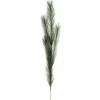 Dried Stems & Flowers*Attitudes Import Green Feather Stem
