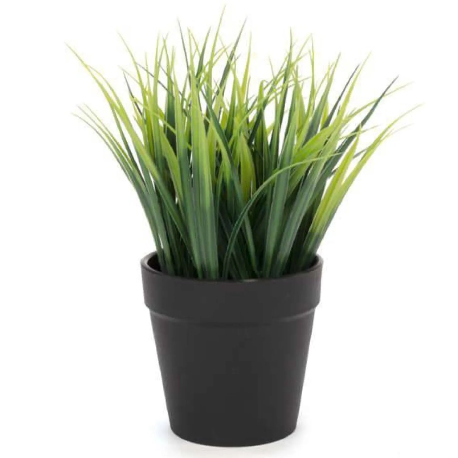 Arrangements*Attitudes Import 2 Green Plant In Pot