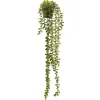 Arrangements*Pine Center Hanging Plant - Jade
