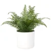 Arrangements*Attitudes Import 2 Large Fern In White Pot