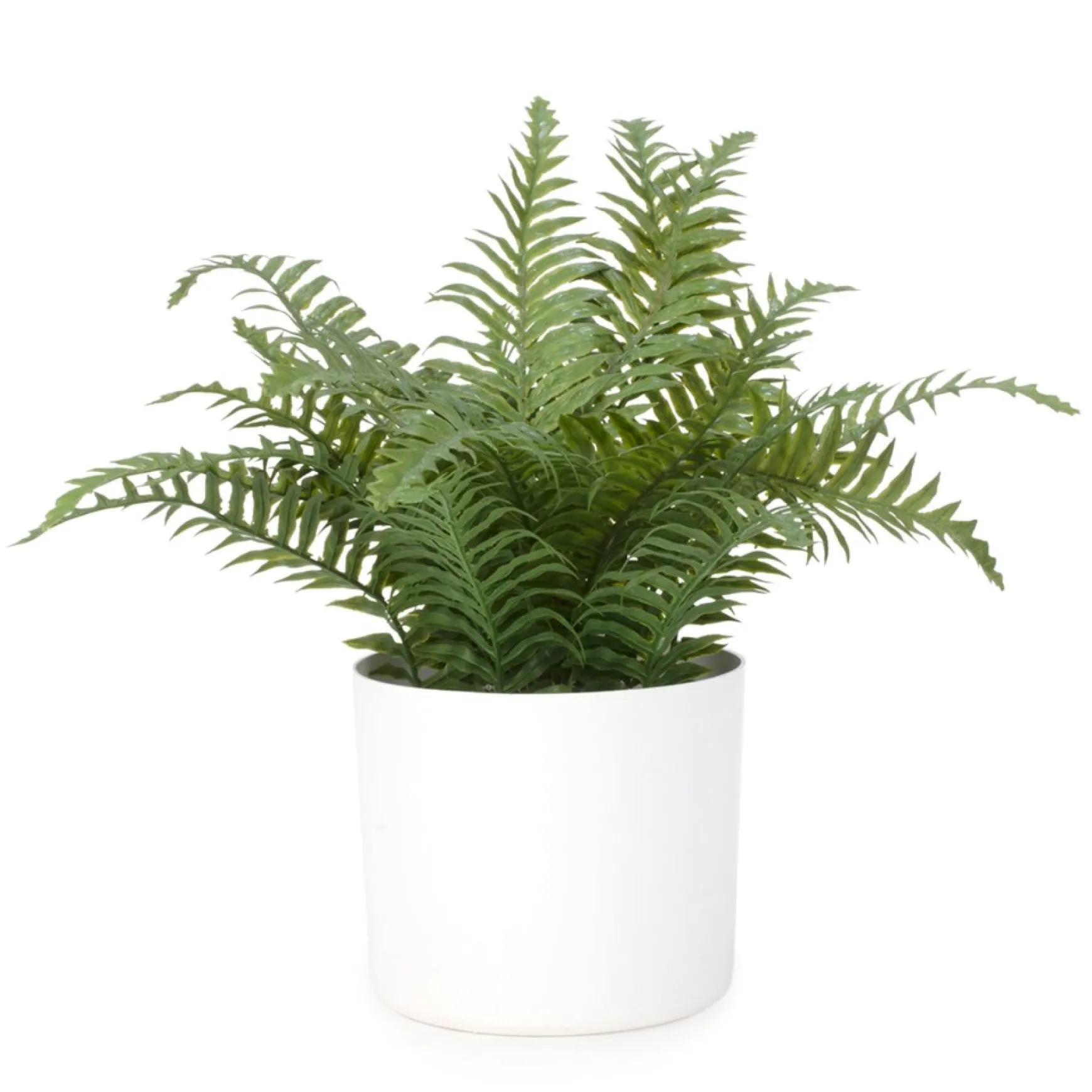 Arrangements*Attitudes Import 2 Large Fern In White Pot