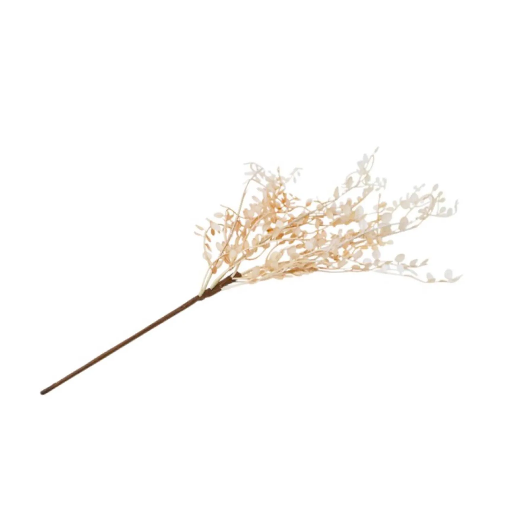 Dried Stems & Flowers*Nostalgia Import Muehlenbeckia Branch