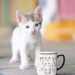 Mugs*Abbott Mug - Cats Faces