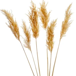 Dried Stems & Flowers*Gift Craft Natural Pampas Steams - 28"