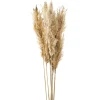 Dried Stems & Flowers*Gift Craft Natural Pampas Steams - 38"