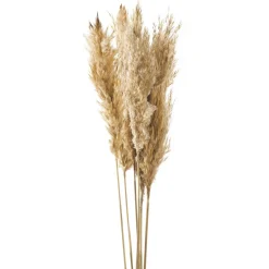 Dried Stems & Flowers*Gift Craft Natural Pampas Steams - 38"