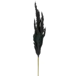 Dried Stems & Flowers*Attitudes Import 2 Pampa Stem - Black