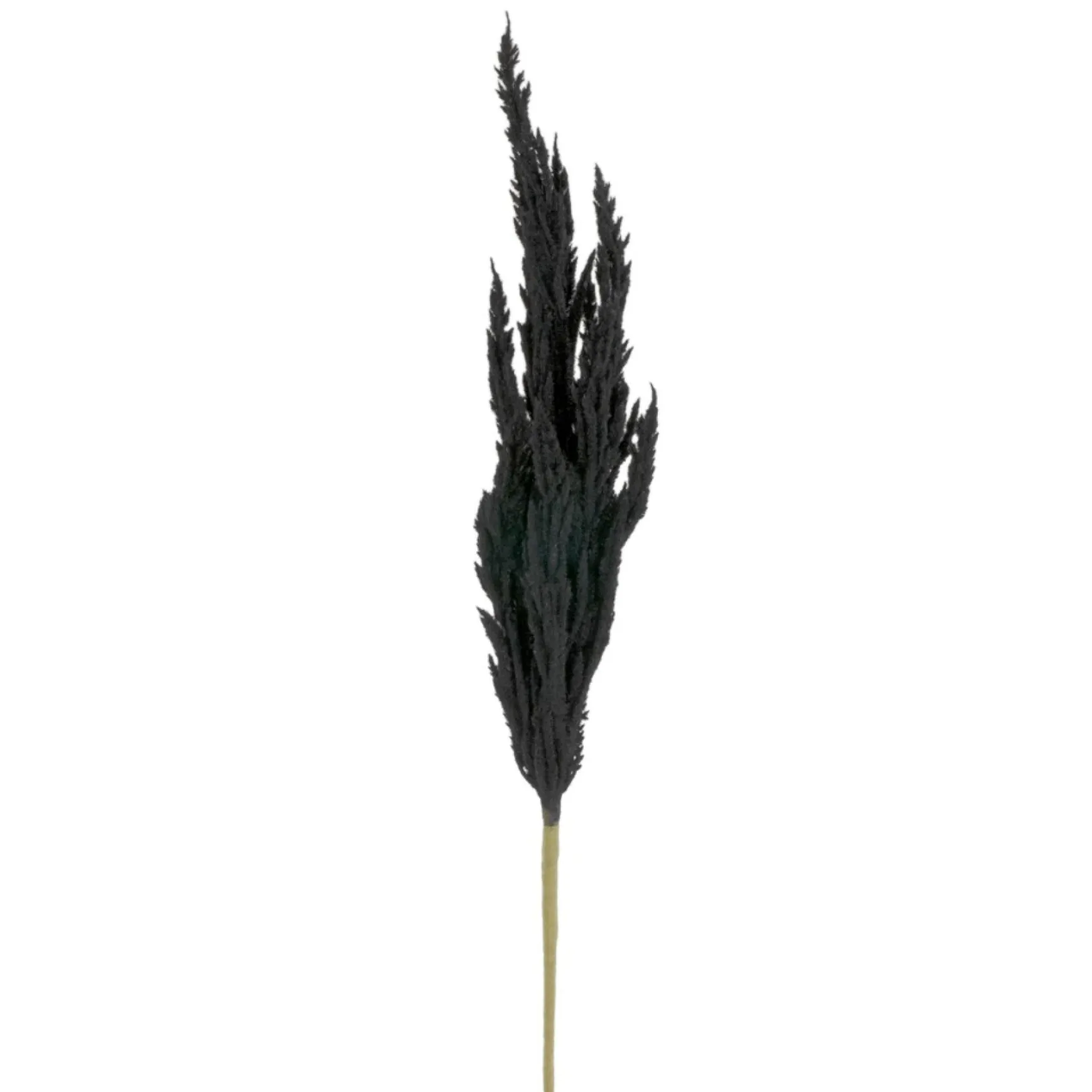 Dried Stems & Flowers*Attitudes Import 2 Pampa Stem - Black