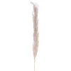 Dried Stems & Flowers*Attitudes Import 2 Pampa Stem - Natural