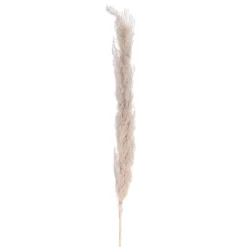 Dried Stems & Flowers*Attitudes Import 2 Pampa Stem - Natural