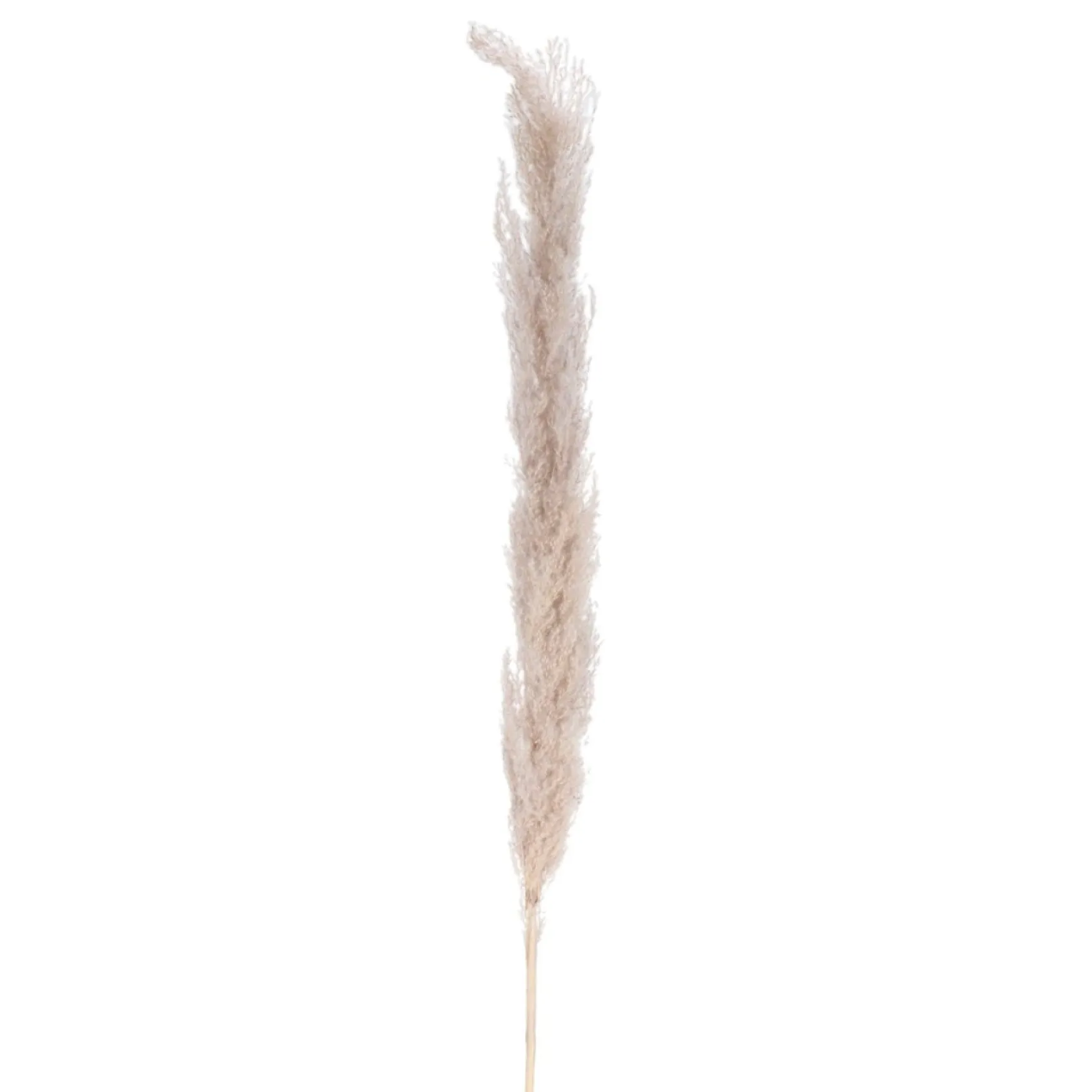 Dried Stems & Flowers*Attitudes Import 2 Pampa Stem - Natural