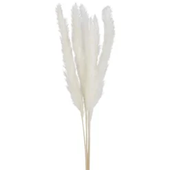 Dried Stems & Flowers*Attitudes Import 2 Pampas Set - Cream