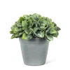 Arrangements*Abbott Philodendron Cement Pot