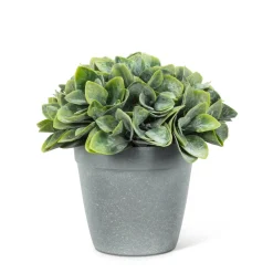 Arrangements*Abbott Philodendron Cement Pot