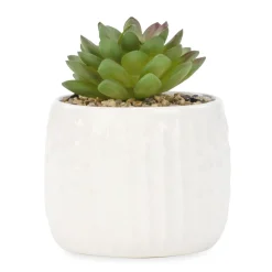 Arrangements*Attitudes Import Plant In White Textured Pot