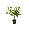 Arrangements*Nostalgia Import Potted Olive Tree - Black