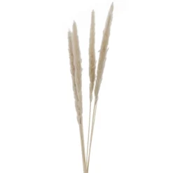 Dried Stems & Flowers*Attitudes Import 2 Set Of 6 Feather Stems - Beige