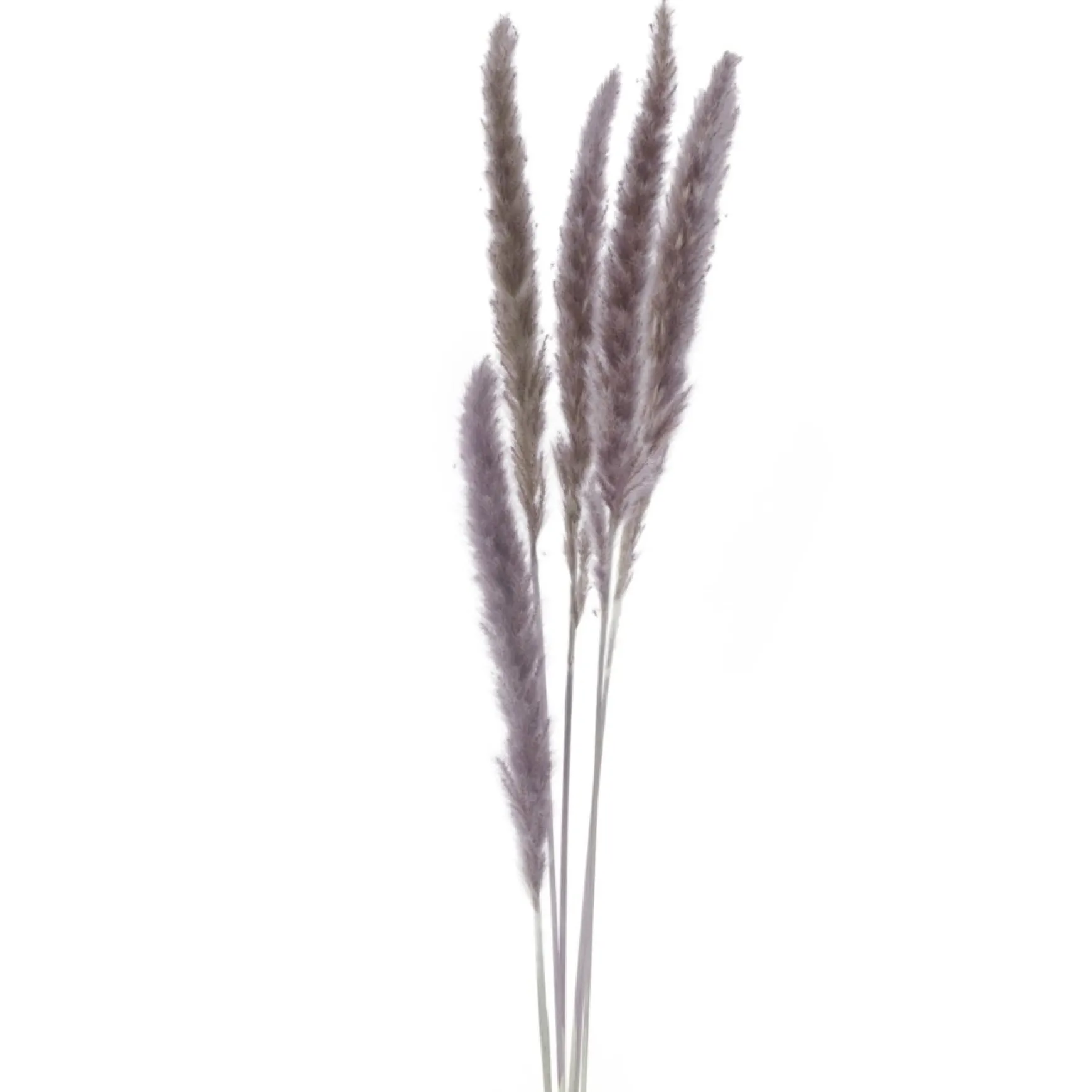 Dried Stems & Flowers*Attitudes Import 2 Set Of 6 Feather Stems - Taupe