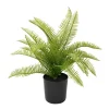 Arrangements*Nostalgia Import Small Fern In A Pot - Black
