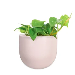 Planters*Abbott Small Wall Vase - Pink