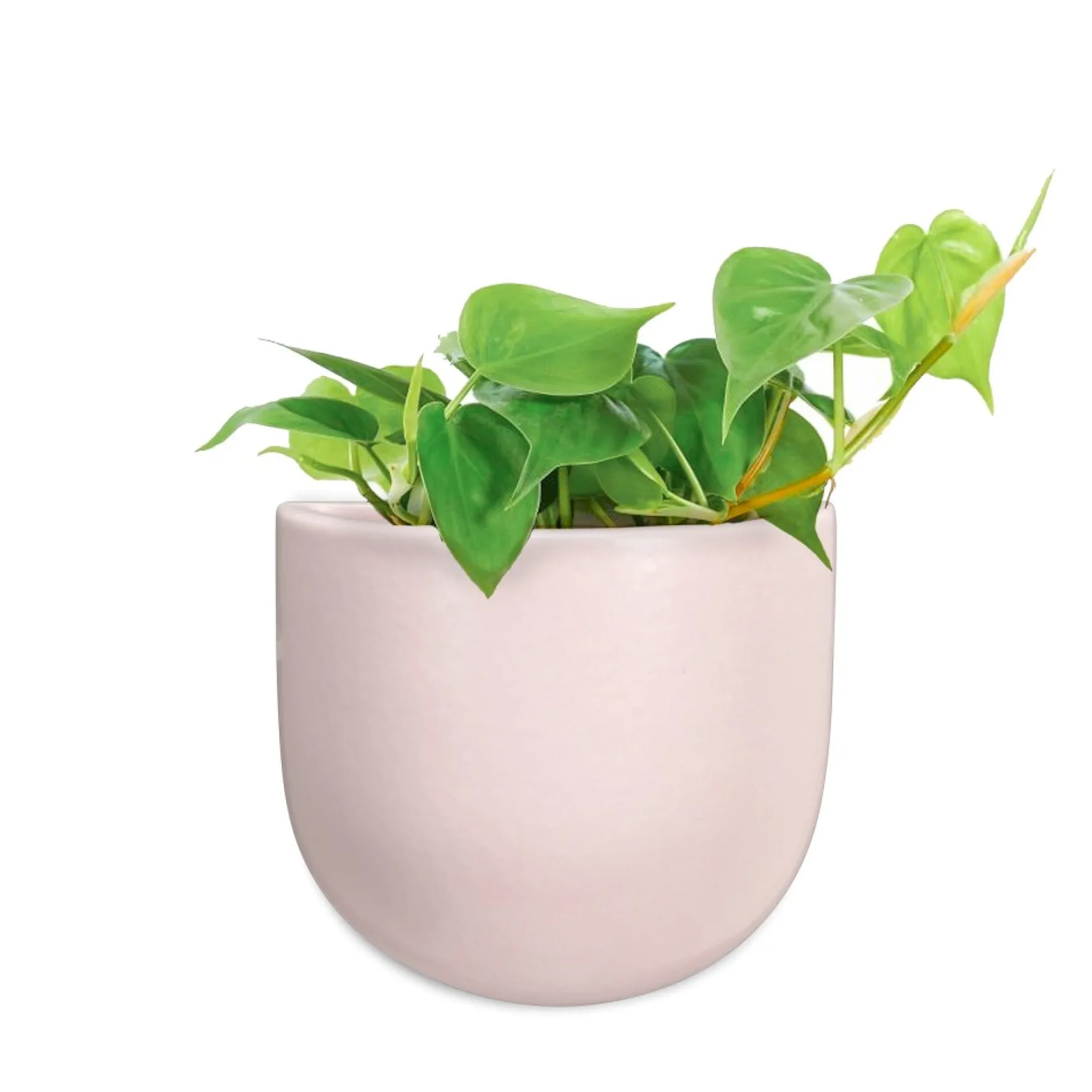 Planters*Abbott Small Wall Vase - Pink
