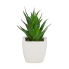 Arrangements*Attitudes Import Succulent In White Pot