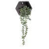 Wall Planters*Attitudes Import Wall Planter - Black Pot